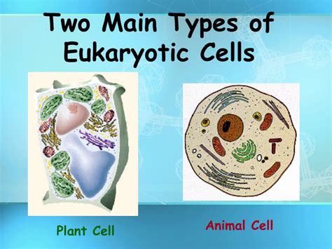 PPT - Basic Structure of a Cell PowerPoint Presentation, free download ...