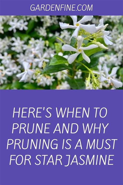 When and Why to Prune Star Jasmine