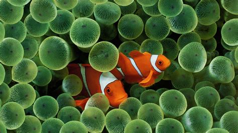 Clownfish Wallpapers - Wallpaper Cave