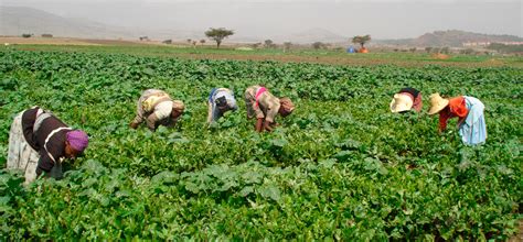 Reducing Child Poverty in Ethiopia | Canadian Feed The Children