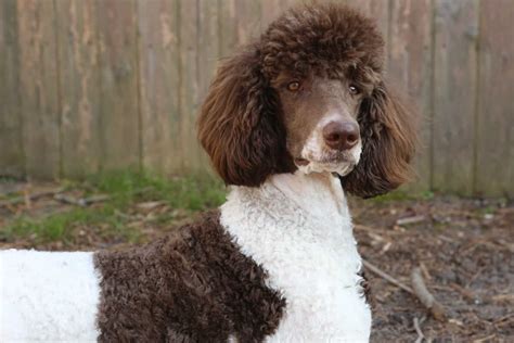 Parti Poodle: A Fun Version Of The Standard Poodle Or A Breed On Its Own?