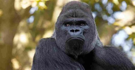 Silverback Gorilla Behavior - AnimalBehaviorCorner