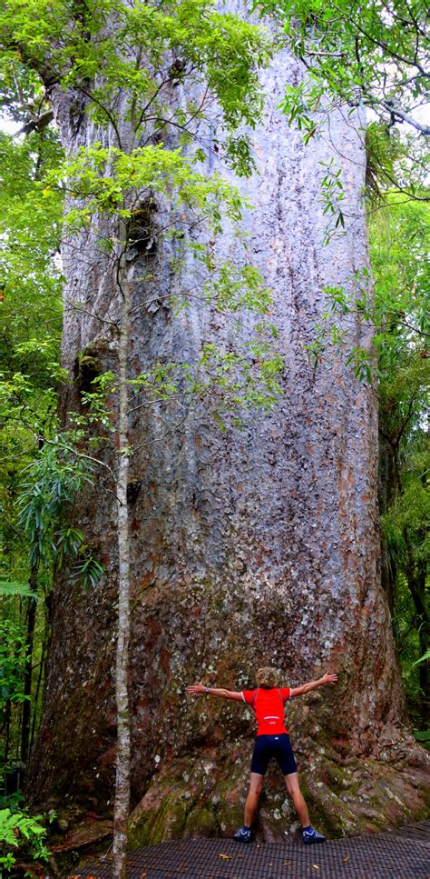 Tane Mahuta a Kauri tree - North Island, New Zealand | NEW ZEALAND ...