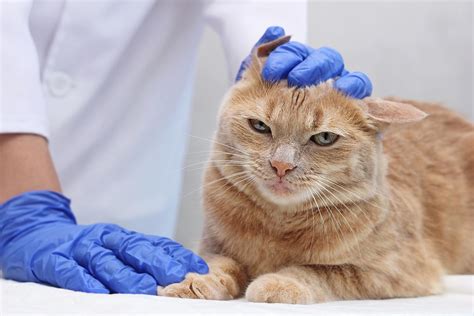 Cat Ear Infection: Causes, Symptoms, And Treatment