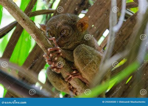 Tarsier stock photo. Image of bright, funny, brown, island - 29204500