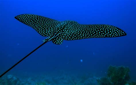 underwater, Animals, Stingray Wallpapers HD / Desktop and Mobile ...