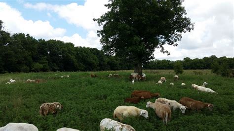 Grass Fed Lamb — Good Life Grass Farms