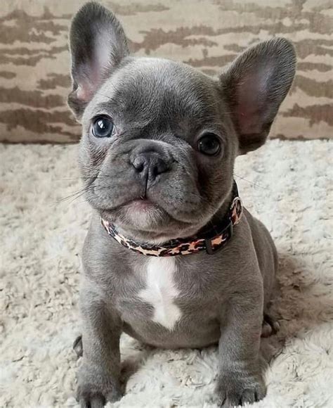 Blue French Bulldog - Aka Blue Frenchie (9 Best Things) - FBDT