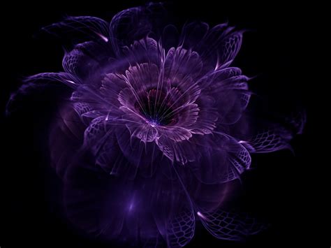 Purple petaled flower, abstract, fractal, black background, fractal ...