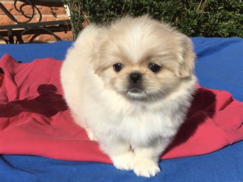 Pekingese Puppies For Sale | Dallas, TX #318741 | Petzlover