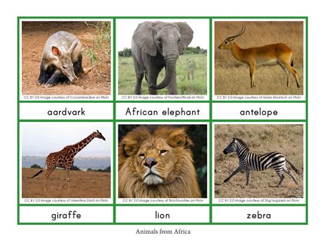 Animals and their Continents Sorting Cards - Gift of Curiosity