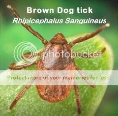 Dogs, Ticks, Diseases and Prevention - For the Love of the Dog - For ...