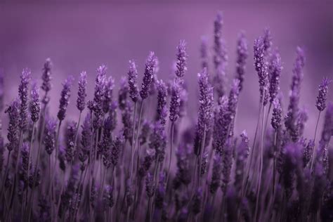 Lavender Hd Wallpaper