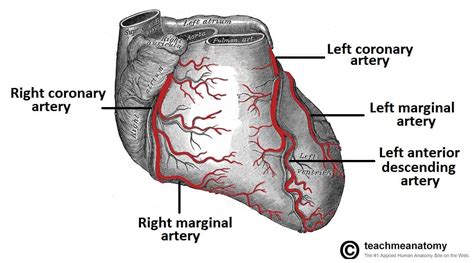 Vasculature of the Heart - TeachMeAnatomy