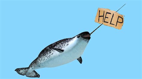 Are Narwhals Starting to Go Extinct?