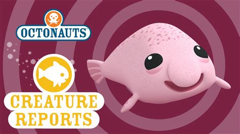 Octonauts: Creature Reports - Blobfish - YouTube