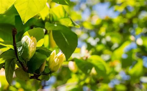 How to Grow and Care For Yellow Bird Magnolia Tree - Plantglossary