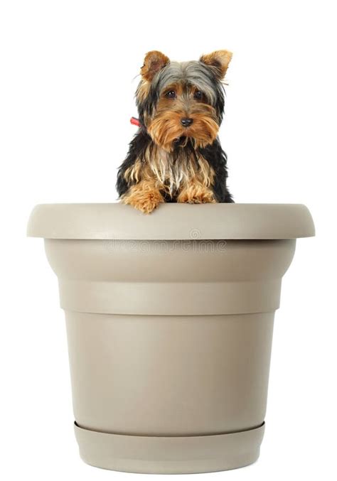 Little dog in flower pot stock photo. Image of container - 6480002