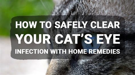 How to Safely Clear Your Cat’s Eye Infection with Home Remedies - Meowkai