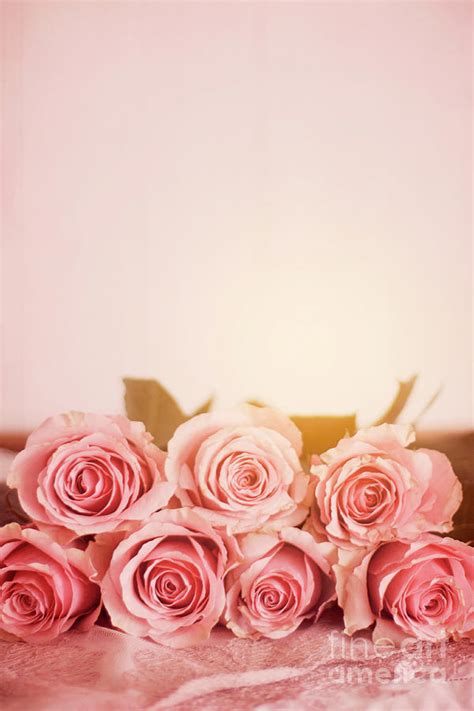 Seven Pink Roses With A Plain Pink Background Photograph by Ethiriel ...