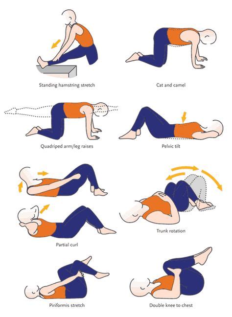 22 Exercises For Strengthening Lower Back ideas | lower back, back ...