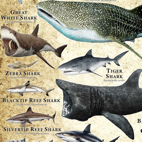 Sharks of the World Poster Print - Etsy