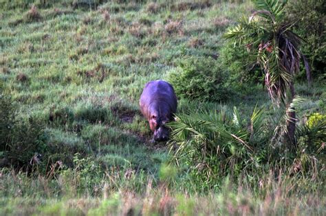 Elephant Migration – FISI CAMP