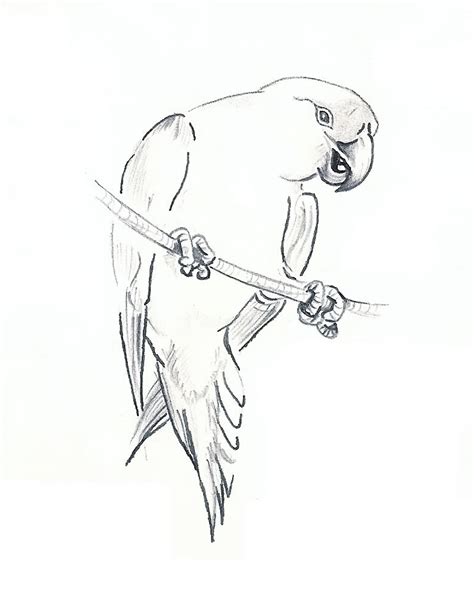 Green Parrot Drawing at GetDrawings | Free download