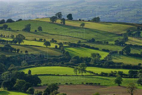 Lush green grass fields and trees on a rolling hills landscape; Powys ...