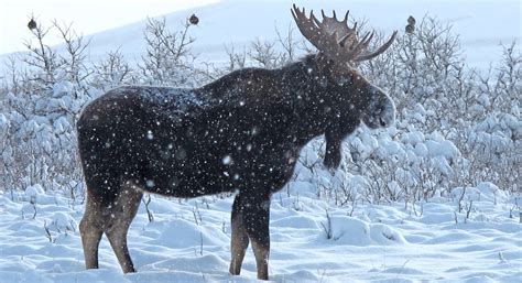 Free photo: Moose in Winter - Animal, Ice, Moose - Free Download - Jooinn