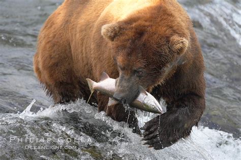 Brown Bear Photo, Stock Photograph of a Brown Bear, Ursus arctos ...