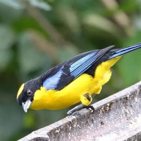 Blue-winged mountain tanager - Facts, Diet, Habitat & Pictures on ...