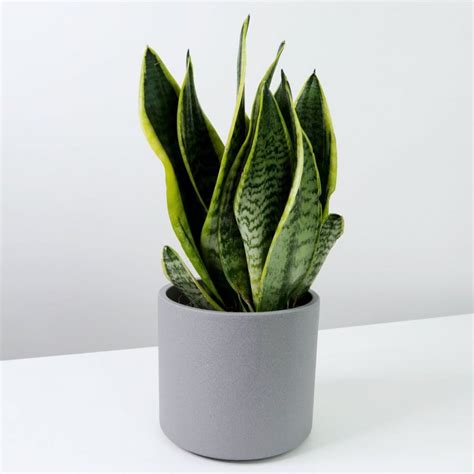 6 of the best desk plants to brighten up your workspace