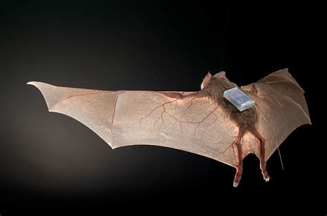 Vampire bats take their blood meals with friends | Science | AAAS