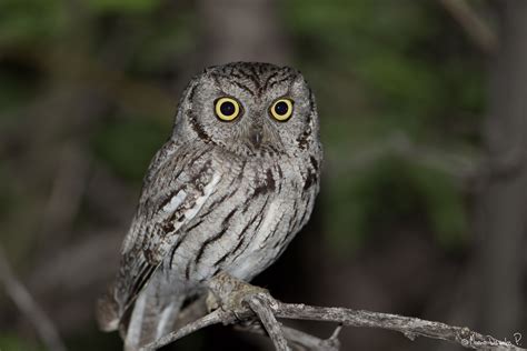 Elf Owl | Owls and Feathers | Pinterest | Owl and Bird