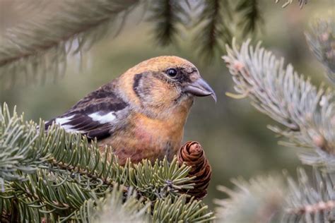 White-winged Crossbill Facts, Distribution, Calls, Pictures