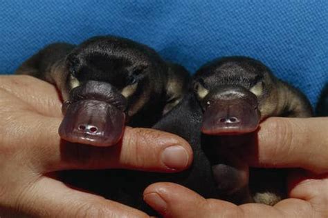 15 Adorable Photos Of "Puggles" (Baby Platypuses) in 2020 | Baby ...