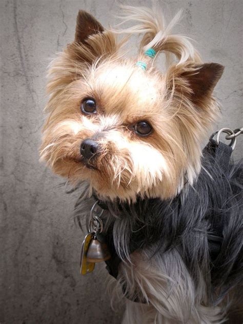 Yorkie Puppies Pictures - The Animal Life