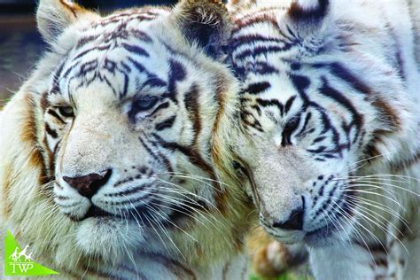 Debunking White Tiger Myths: Facts and Misconceptions