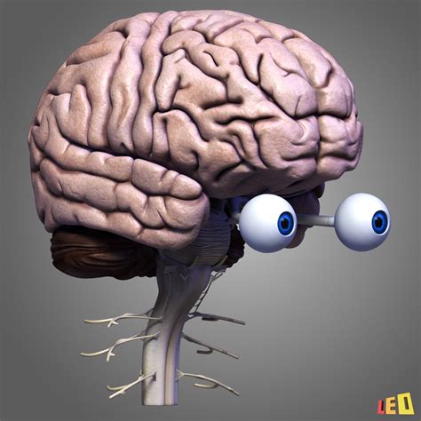 Human Brain 3D Model $99 - .3ds .lwo .ma .obj .max - Free3D