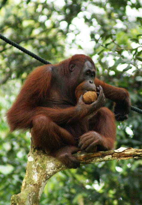 File:Orang Utan, Semenggok Forest Reserve, Sarawak, Borneo, Malaysia ...