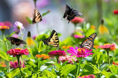 6 Reasons You Should Create a Butterfly Garden