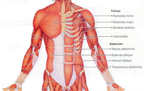 muscles of the chest shoulder and upper limb answers - ModernHeal.com