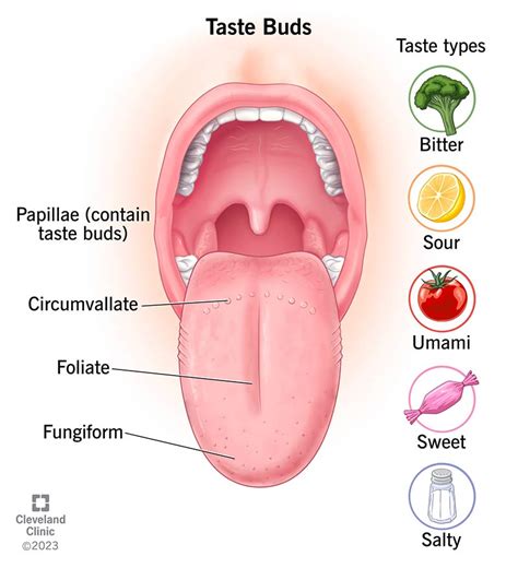 Parts Of The Tongue Underneath