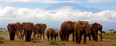 Elephant Safari In Amboseli | Best Kenya Safari Experiences | Art Of Safari