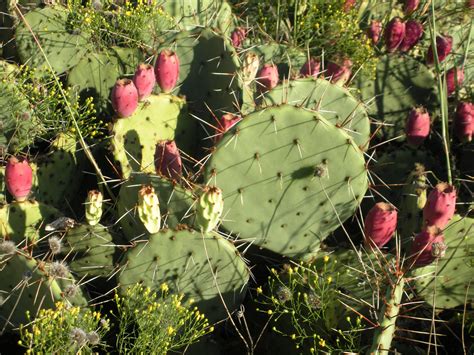 Prickly Pear Cactus