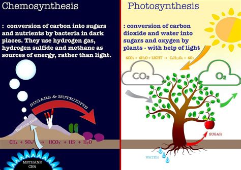 Autotrophic Nutrition: Photosynthesis, Chemosynthesis, Examples