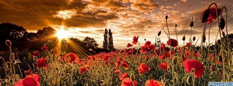 flowers poppy red 15 Facebook Cover timeline photo banner for fb