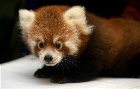 Female red panda cub Tofu makes public debut at Detroit Zoo