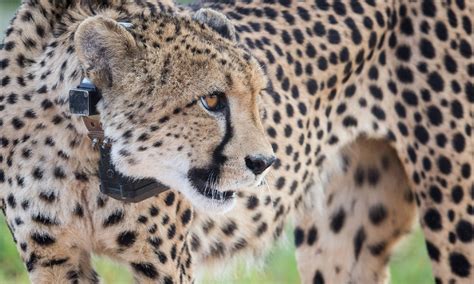 Cheetah Conservation Fund and Namibian government to send eight ...